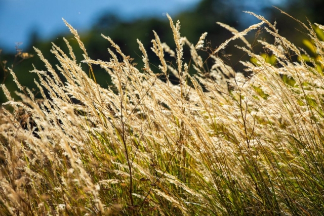 Champ de blé
